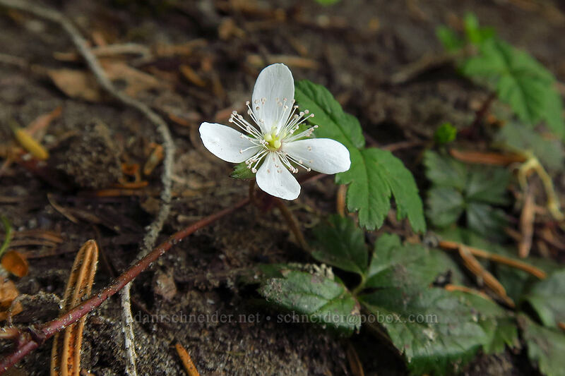 five-leaf bramble (Rubus pedatus) [Chain Lakes Trail, Mount Baker Wilderness, Whatcom County, Washington]