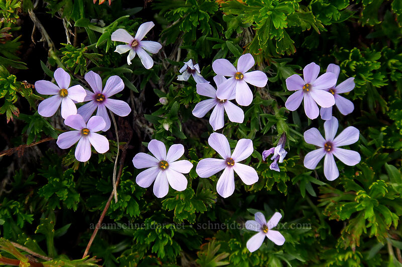 5-, 6-, and 7-petaled phlox (Phlox diffusa) [Chain Lakes Trail, Mount Baker Wilderness, Whatcom County, Washington]