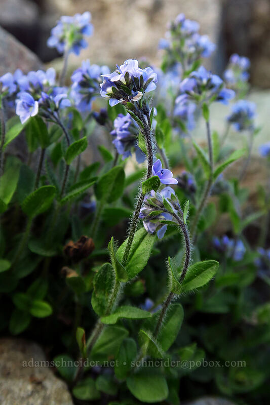 alpine speedwell (Veronica wormskjoldii) [Chain Lakes Trail, Mount Baker Wilderness, Whatcom County, Washington]