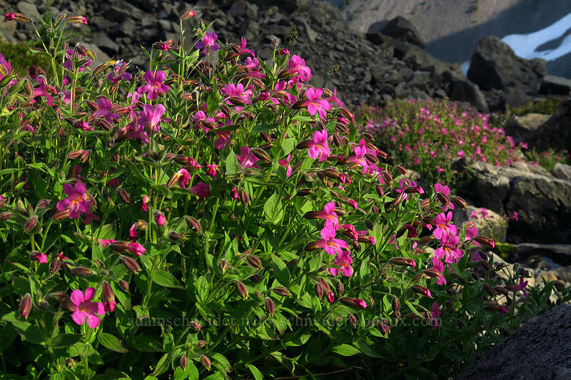 Lewis' monkeyflower (Erythranthe lewisii (Mimulus lewisii)) [Chain Lakes Trail, Mount Baker-Snoqualmie National Forest, Whatcom County, Washington]