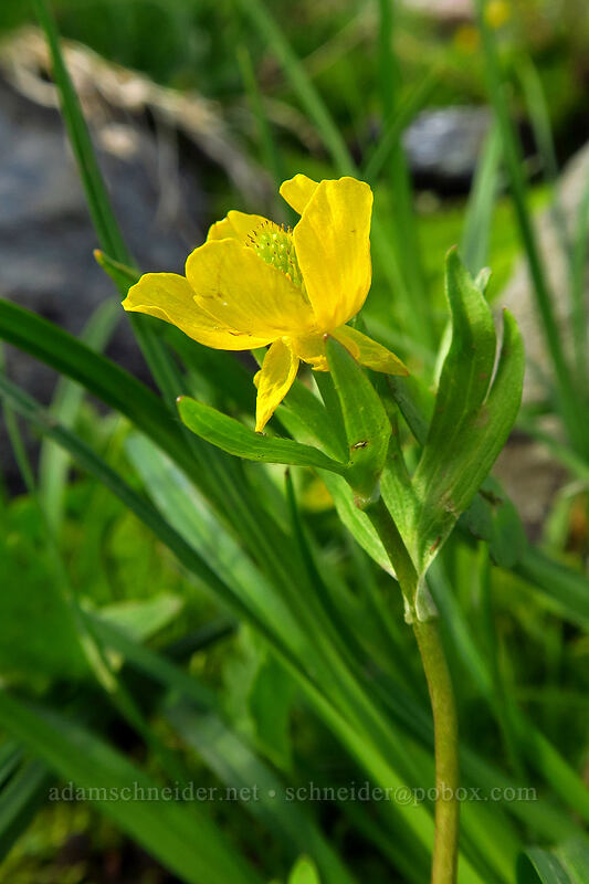 snow buttercup (Ranunculus eschscholtzii) [Chain Lakes Trail, Mount Baker-Snoqualmie National Forest, Whatcom County, Washington]