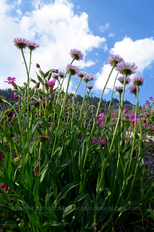 subalpine fleabane & Lewis' monkeyflower (Erigeron glacialis var. glacialis, Erythranthe lewisii (Mimulus lewisii)) [Chain Lakes Trail, Mount Baker-Snoqualmie National Forest, Whatcom County, Washington]
