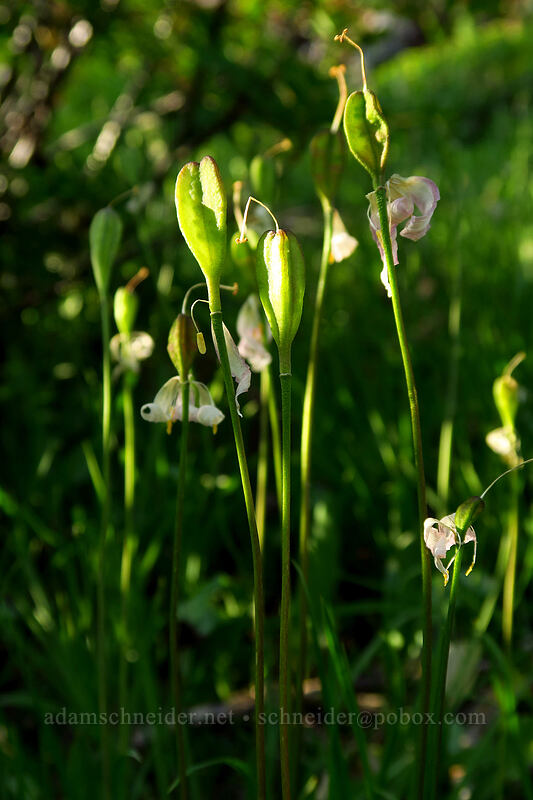 avalanche lily seed pods (Erythronium montanum) [Chain Lakes Trail, Mount Baker-Snoqualmie National Forest, Whatcom County, Washington]