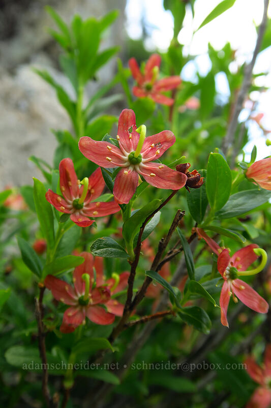 copperbush flowers (Elliottia pyroliflora (Cladothamnus pyroliflorus)) [Chain Lakes Trail, Mount Baker-Snoqualmie National Forest, Whatcom County, Washington]