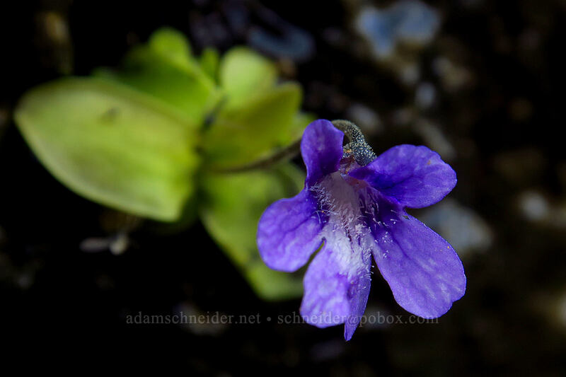 butterwort (Pinguicula macroceras (Pinguicula vulgaris ssp. macroceras)) [Chain Lakes Trail, Mount Baker-Snoqualmie National Forest, Whatcom County, Washington]