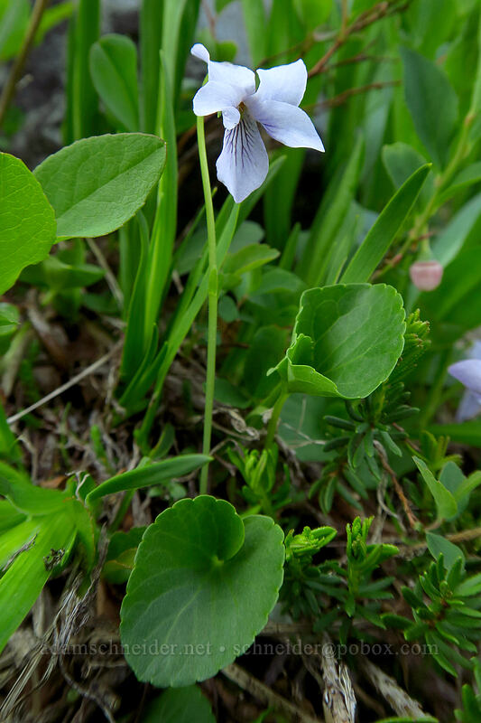 violet (Viola sp.) [Chain Lakes Trail, Mount Baker-Snoqualmie National Forest, Whatcom County, Washington]