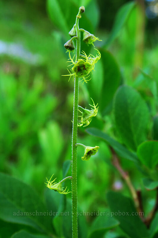 alpine mitrewort (Pectiantia pentandra (Mitella pentandra)) [Chain Lakes Trail, Mount Baker-Snoqualmie National Forest, Whatcom County, Washington]