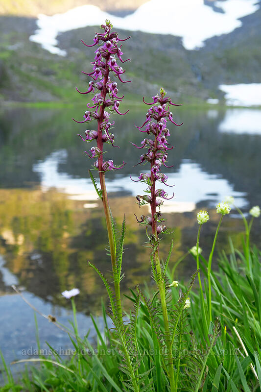 elephant's-head lousewort (Pedicularis groenlandica) [Upper Bagley Lake, Mount Baker-Snoqualmie National Forest, Whatcom County, Washington]