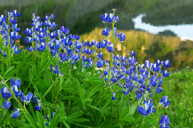 lupines (Lupinus latifolius) [Upper Bagley Lake, Mount Baker-Snoqualmie National Forest, Whatcom County, Washington]