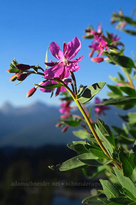 broad-leaf fireweed (dwarf fireweed) (Chamerion latifolium (Chamaenerion latifolium) (Epilobium latifolium)) [Mt. Baker Highway, Mount Baker-Snoqualmie National Forest, Whatcom County, Washington]