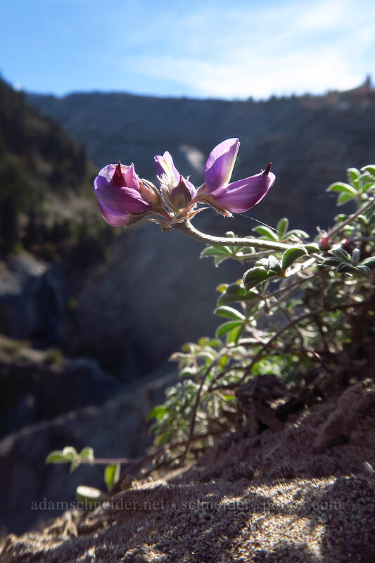 dwarf lupine (Lupinus lepidus var. lobbii) [Pacific Crest Trail, Mt. Hood Wilderness, Clackamas County, Oregon]