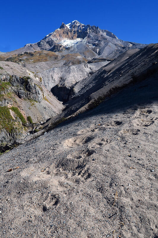 Mount Hood & black bear tracks (Ursus americanus) [Sandy River Canyon rim, Mt. Hood Wilderness, Clackamas County, Oregon]