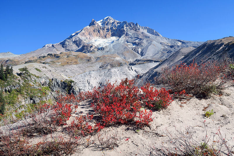 fall huckleberries & Mount Hood (Vaccinium sp.) [Sandy River Canyon rim, Mt. Hood Wilderness, Clackamas County, Oregon]