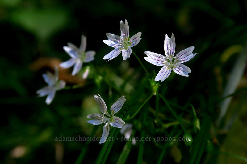 candyflower (Claytonia sibirica (Montia sibirica)) [Pacific Crest Trail, Mt. Hood Wilderness, Clackamas County, Oregon]