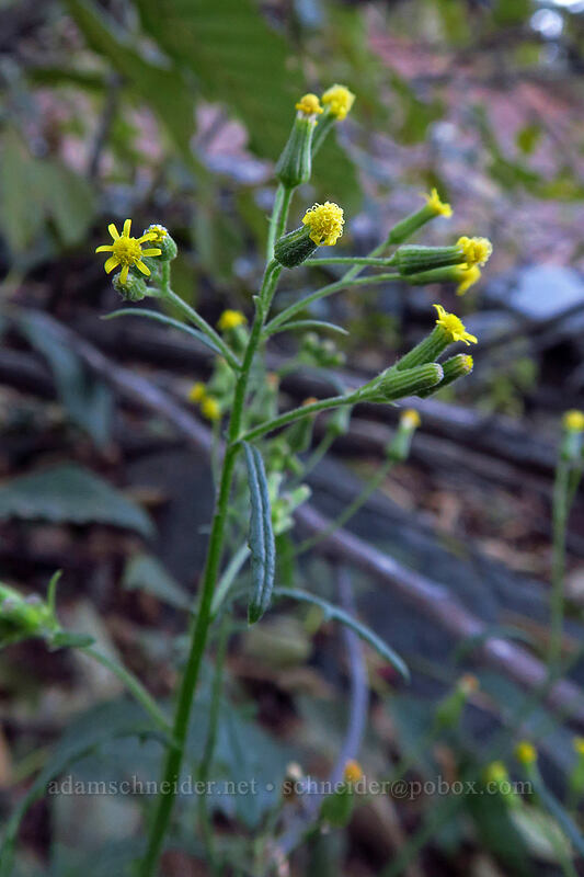 woodland groundsel (Senecio sylvaticus) [Sandy River channel, Mt. Hood Wilderness, Clackamas County, Oregon]