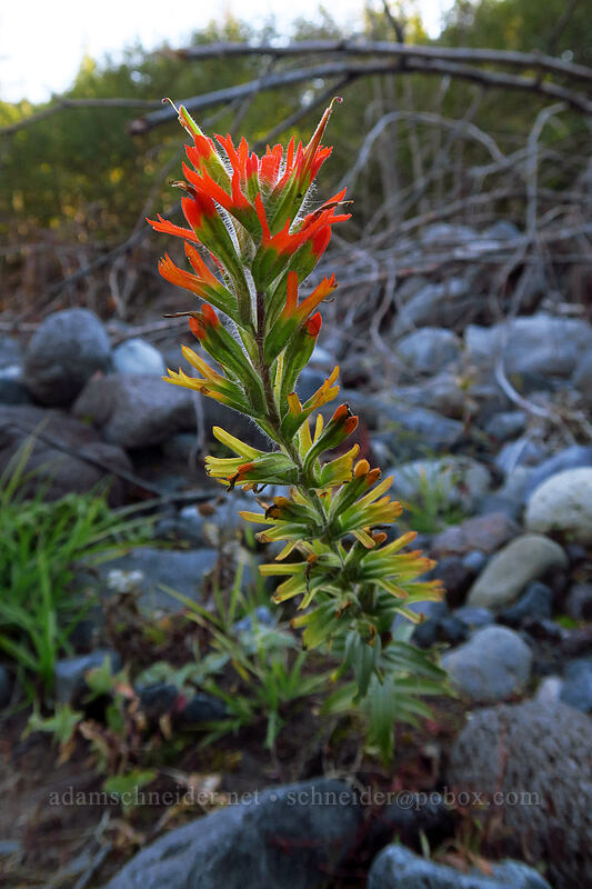 Suksdorf's paintbrush (Castilleja suksdorfii) [Sandy River channel, Mt. Hood Wilderness, Clackamas County, Oregon]