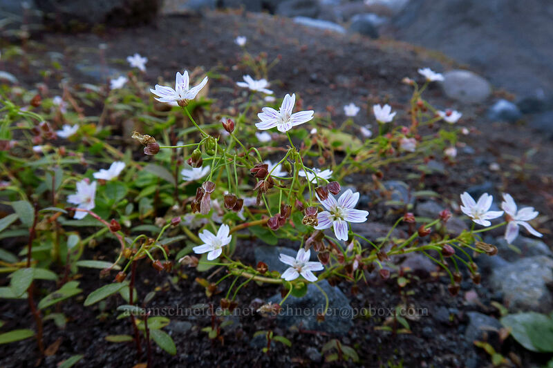 candyflower (Claytonia sibirica (Montia sibirica)) [Sandy River channel, Mt. Hood Wilderness, Clackamas County, Oregon]