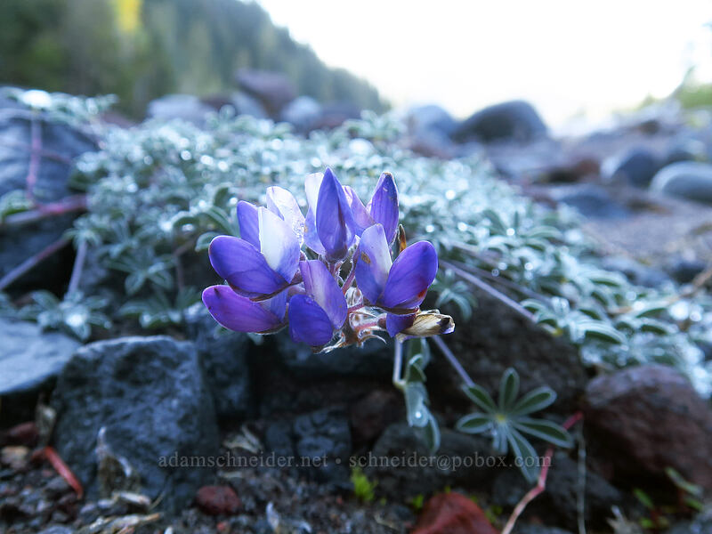 dwarf lupine (Lupinus lepidus var. lobbii) [Sandy River channel, Mt. Hood Wilderness, Clackamas County, Oregon]