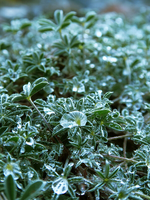 dwarf lupine leaves (Lupinus lepidus var. lobbii) [Sandy River channel, Mt. Hood Wilderness, Clackamas County, Oregon]