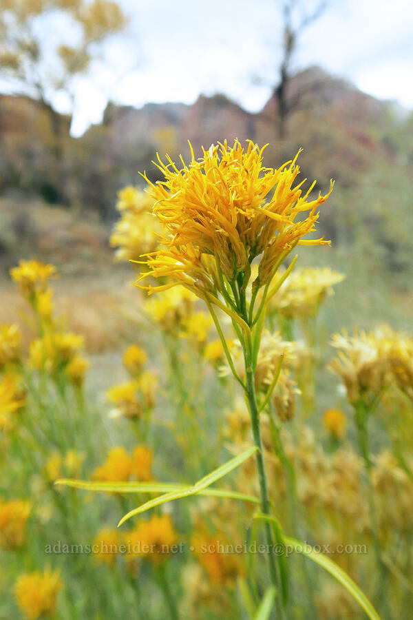 rubber rabbitbrush (Ericameria nauseosa (Chrysothamnus nauseosus)) [Watchman Trail, Zion National Park, Washington County, Utah]