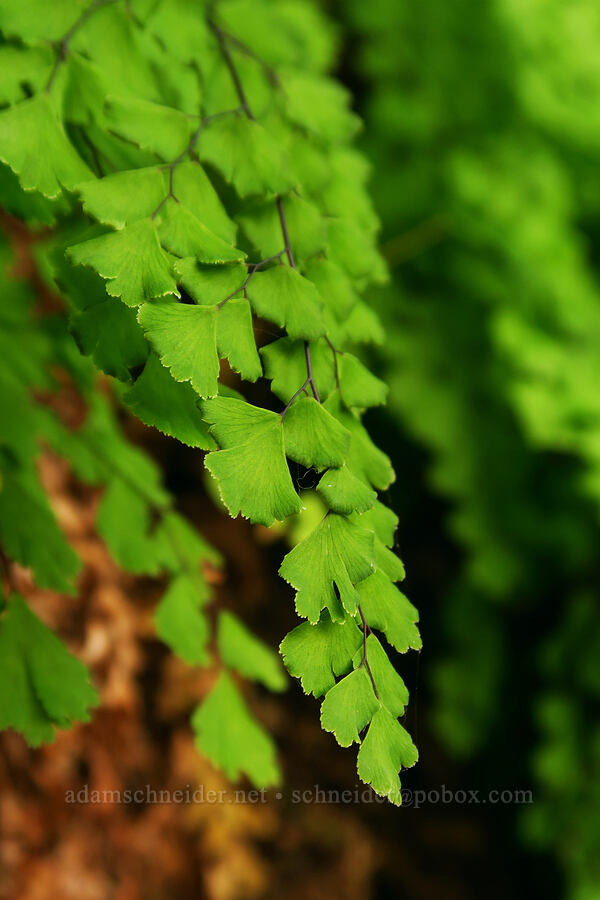 southern maiden-hair fern (Adiantum capillus-veneris) [Watchman Trail, Zion National Park, Washington County, Utah]