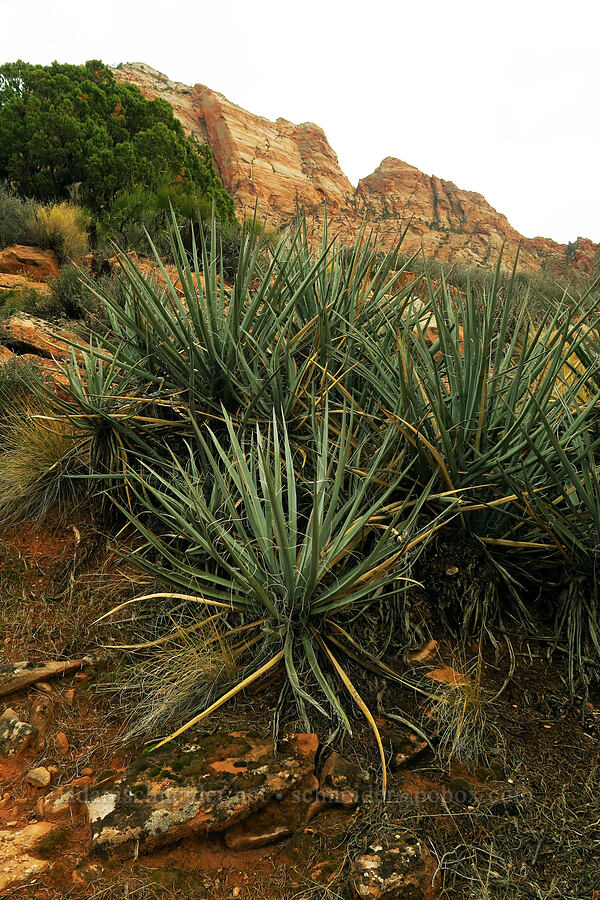 yucca (Yucca sp.) [Watchman Trail, Zion National Park, Washington County, Utah]