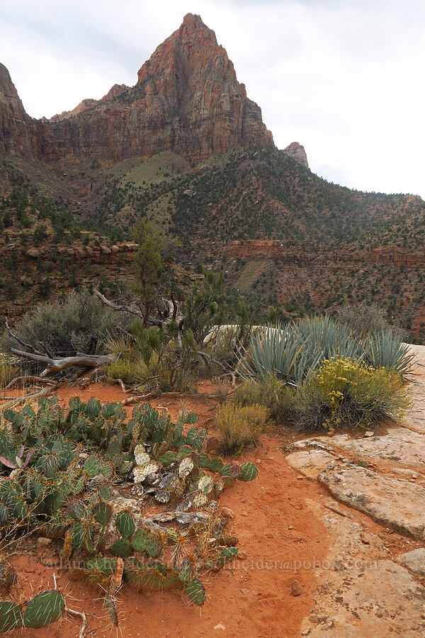 The Watchman [Watchman Trail, Zion National Park, Washington County, Utah]