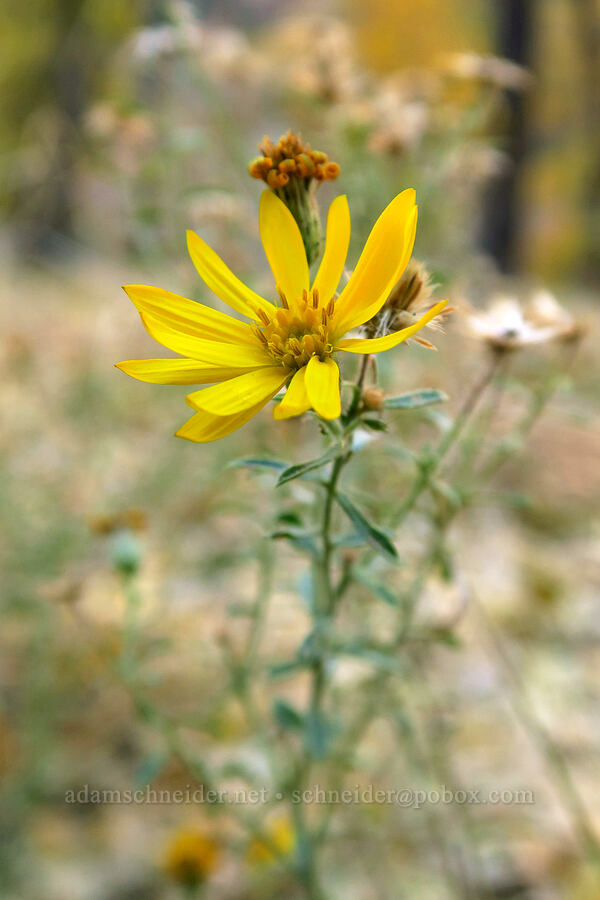 golden-aster (Heterotheca sp.) [The Grotto, Zion National Park, Washington County, Utah]