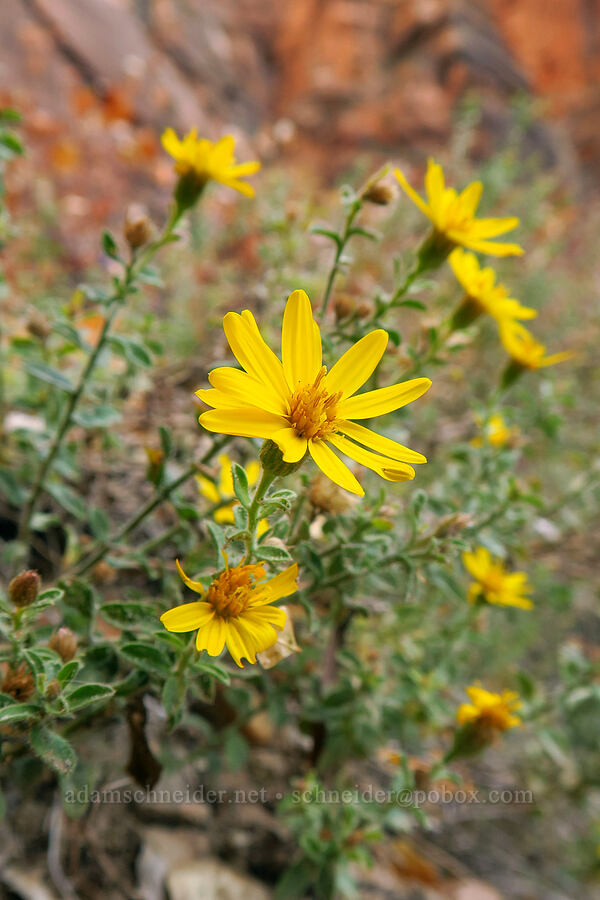 rough golden-aster (Heterotheca polothrix (Heterotheca villosa)) [West Rim Trail, Zion National Park, Washington County, Utah]