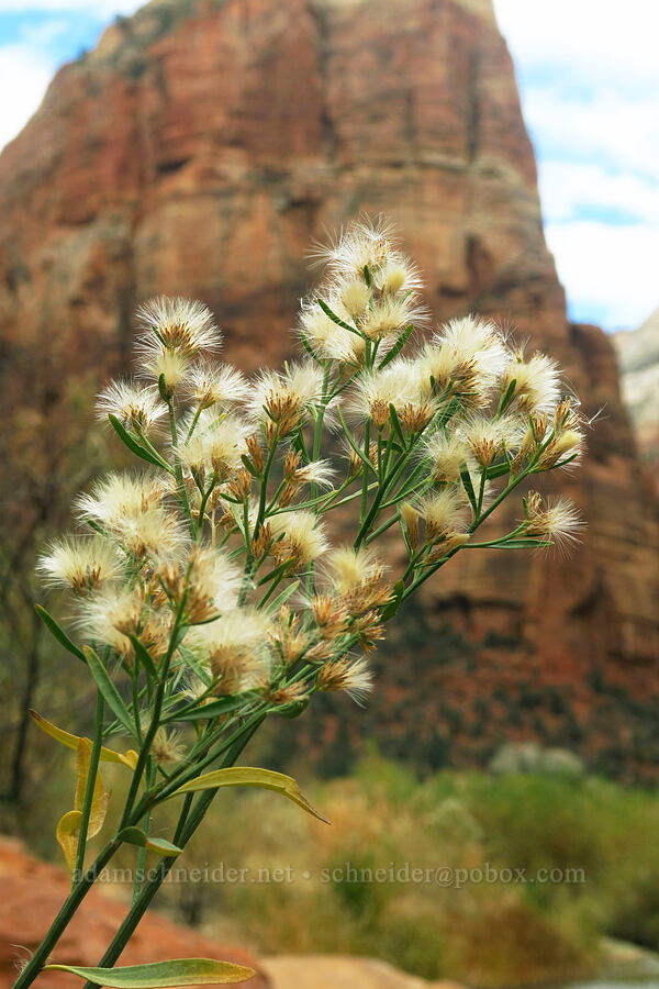 willow-baccharis seeds (Baccharis salicina) [West Rim Trail, Zion National Park, Washington County, Utah]