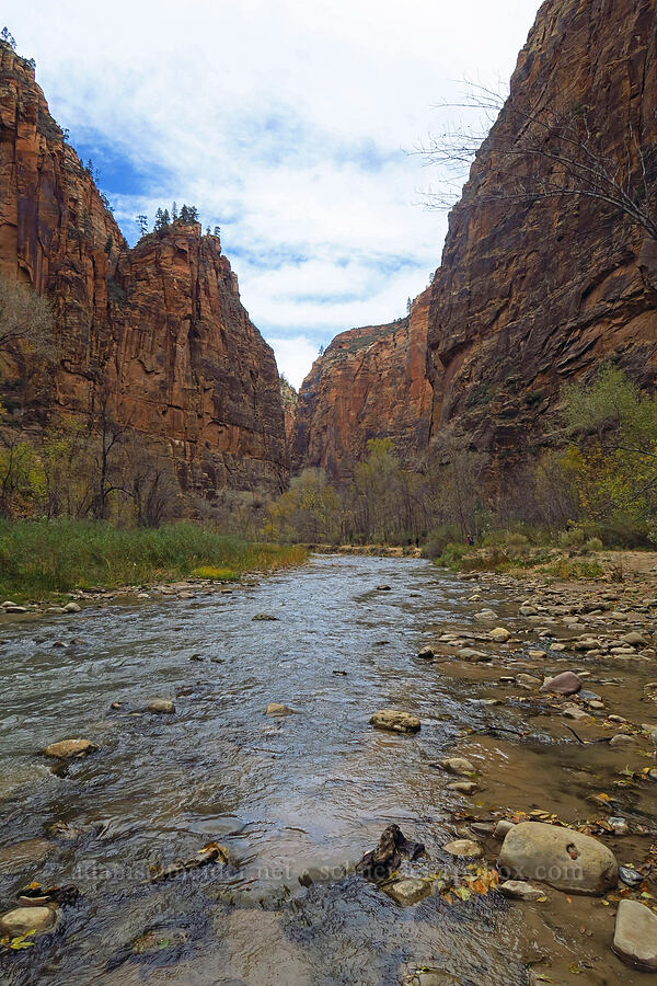 Virgin River [Riverside Walk, Zion National Park, Washington County, Utah]