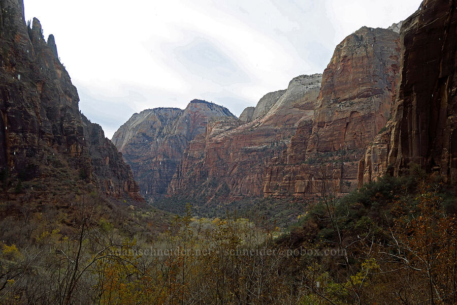 Zion Canyon through dripping water [Weeping Rock, Zion National Park, Washington County, Utah]