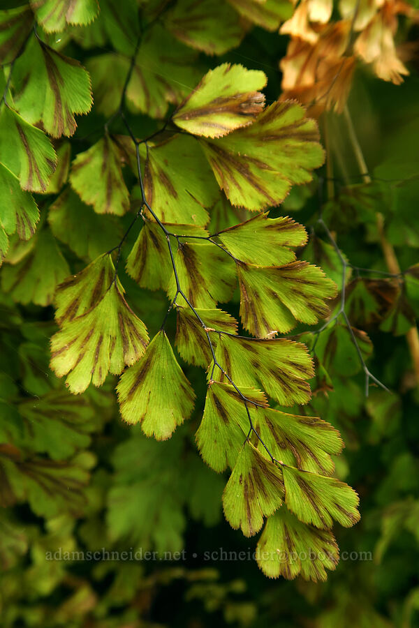 southern maiden-hair fern (Adiantum capillus-veneris) [Weeping Rock Trail, Zion National Park, Washington County, Utah]
