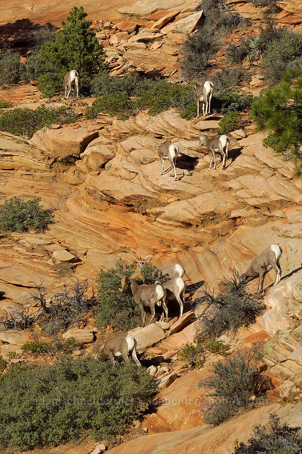 desert bighorn sheep (Ovis canadensis nelsoni) [Zion-Mt. Carmel Highway, Zion National Park, Washington County, Utah]