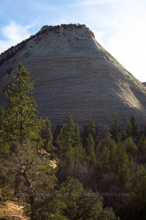 Checkerboard Mesa [Zion-Mt. Carmel Highway, Zion National Park, Kane County, Utah]