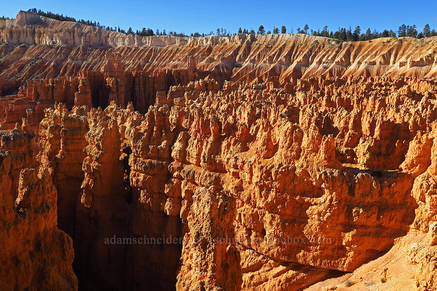 Bryce Amphitheater [Wall Street (Navajo Loop Trail), Bryce Canyon National Park, Garfield County, Utah]