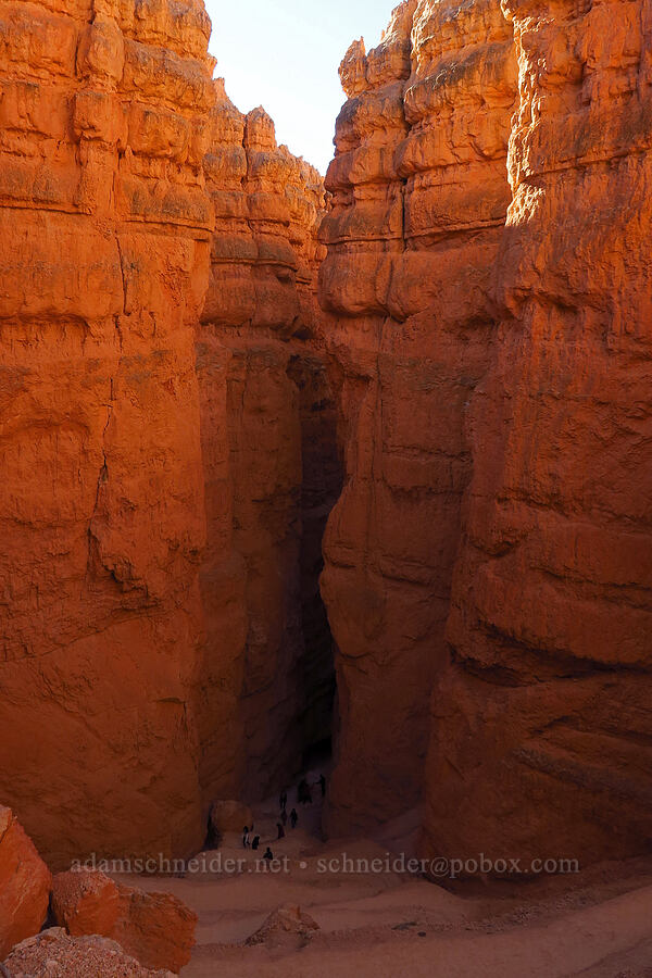 Wall Street [Wall Street (Navajo Loop Trail), Bryce Canyon National Park, Garfield County, Utah]