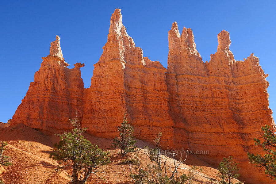 Queen Victoria hoodoo [Queen's Garden, Bryce Canyon National Park, Garfield County, Utah]