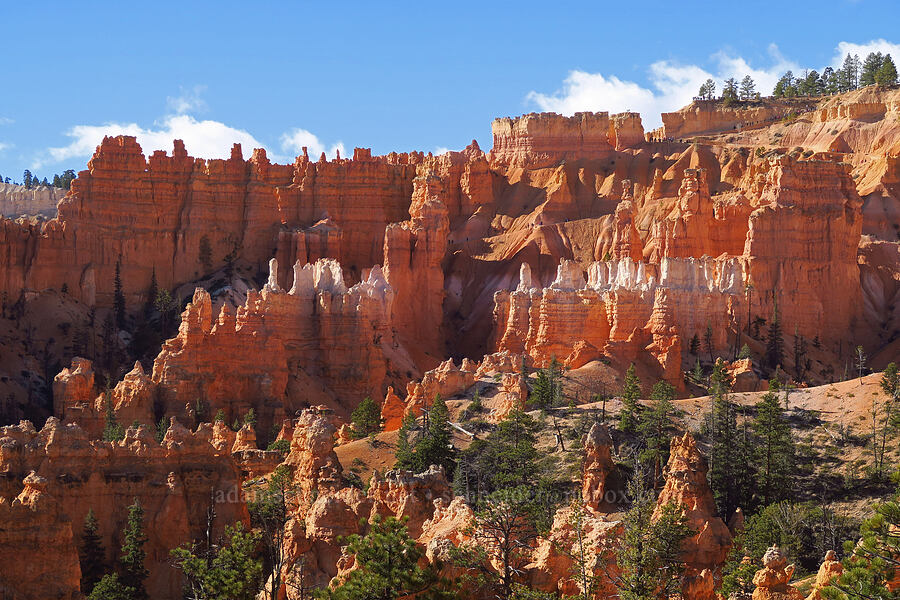 Bryce Amphitheater [Queen's Garden Trail, Bryce Canyon National Park, Garfield County, Utah]