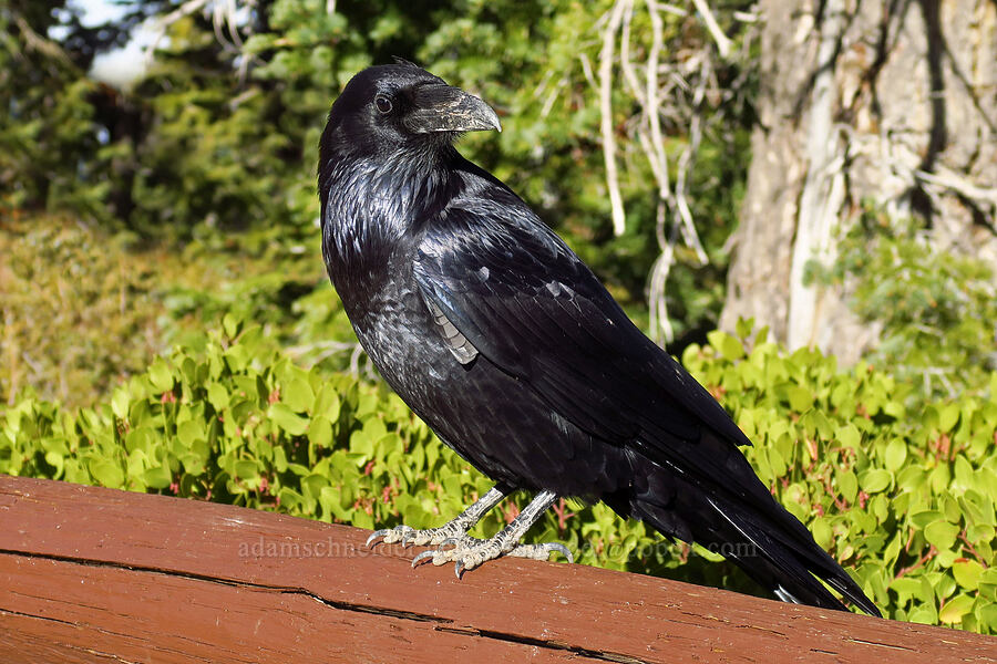 raven (Corvus corax) [Rainbow Point, Bryce Canyon National Park, Kane County, Utah]
