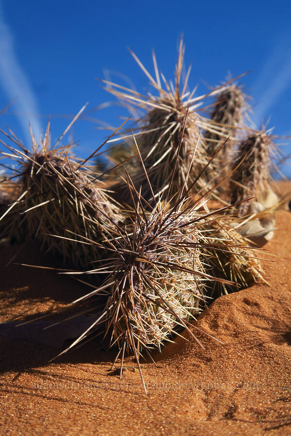 prickly-pear cactus (Opuntia sp.) [between Peek-A-Boo & Spooky Gulches, Grand Staircase-Escalante National Monument, Kane County, Utah]