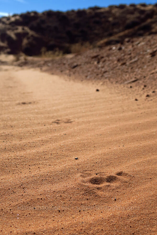 animal tracks [Spooky Gulch, Grand Staircase-Escalante National Monument, Kane County, Utah]