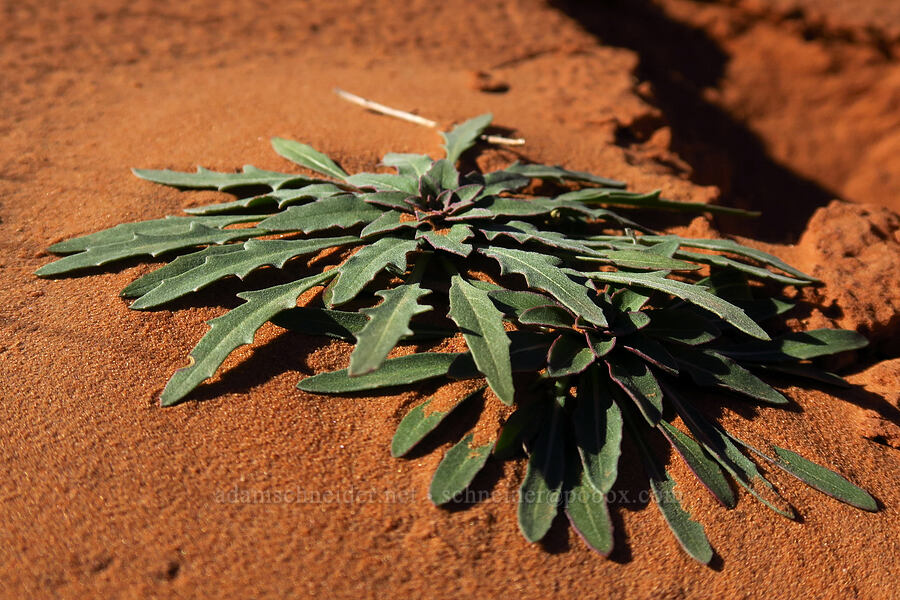wildflower leaf rosette [Dry Fork Coyote Gulch, Grand Staircase-Escalante National Monument, Kane County, Utah]