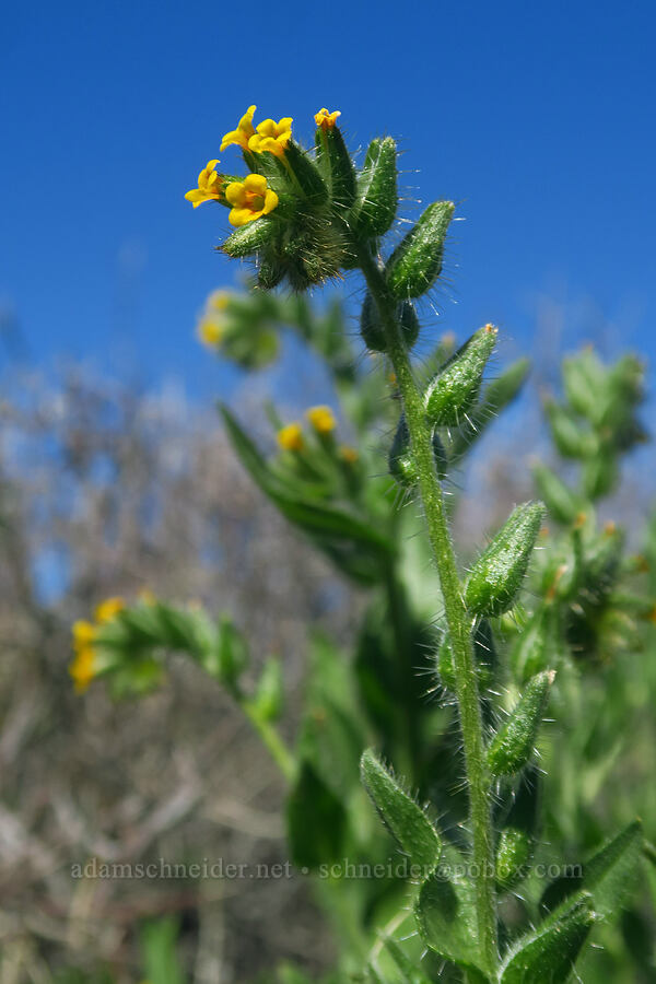 bristly fiddleneck (Amsinckia tessellata) [Montezuma Valley Road, Anza-Borrego Desert State Park, San Diego County, California]