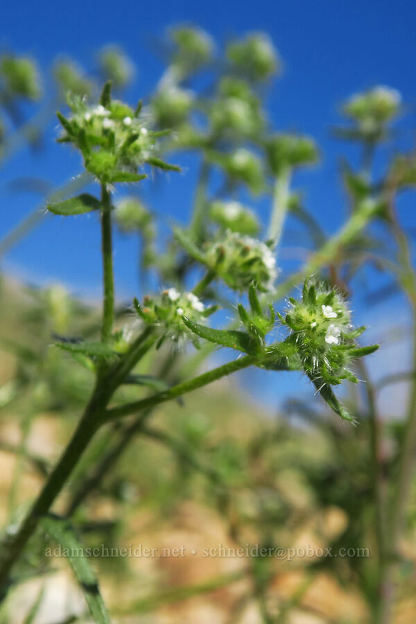 cryptantha (Cryptantha sp.) [Montezuma Valley Road, Anza-Borrego Desert State Park, San Diego County, California]