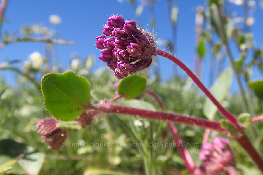 desert sand-verbena, budding (Abronia villosa) [Coyote Canyon Road, Borrego Springs, San Diego County, California]