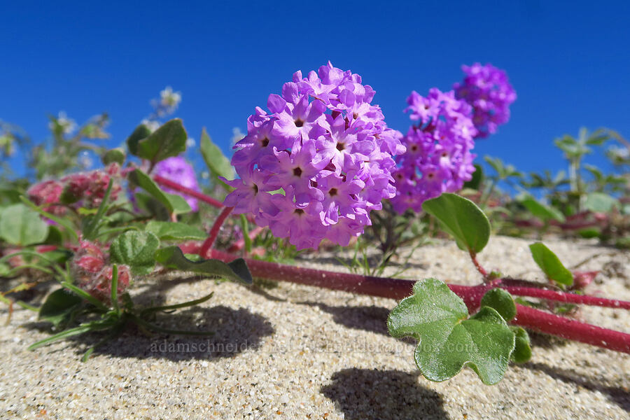 desert sand-verbena (Abronia villosa) [Coyote Canyon Road, Borrego Springs, San Diego County, California]