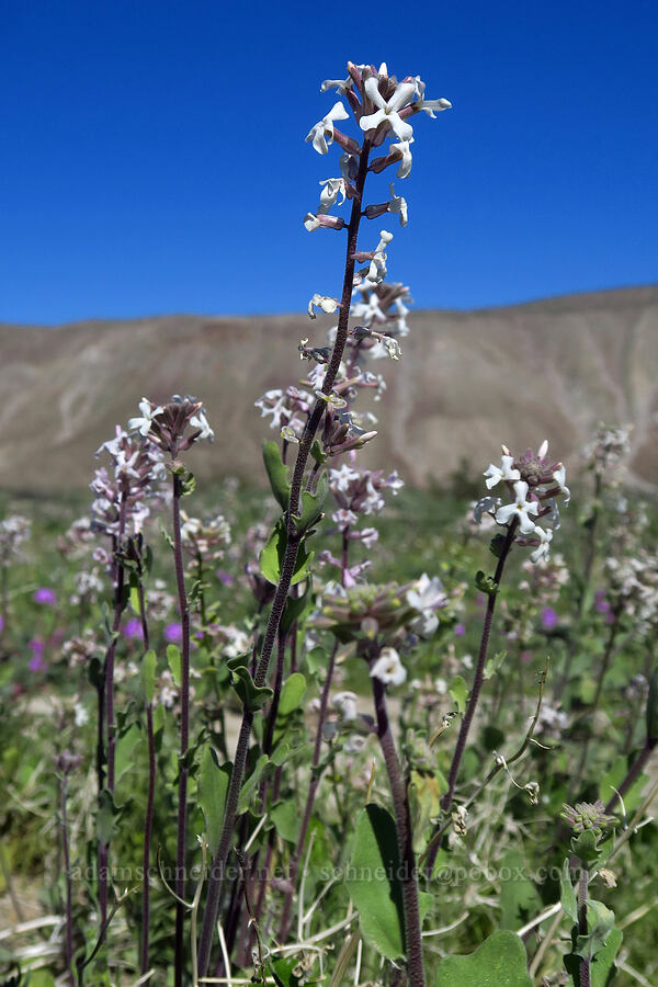 California spectacle-pod (Dithyrea californica) [Coyote Canyon Road, Borrego Springs, San Diego County, California]
