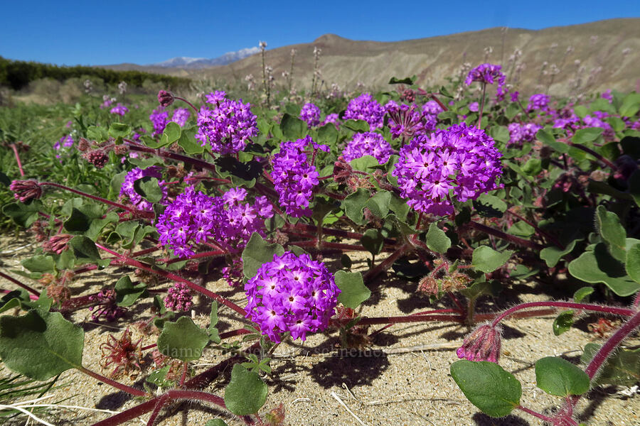 desert sand-verbena (Abronia villosa) [Coyote Canyon Road, Borrego Springs, San Diego County, California]