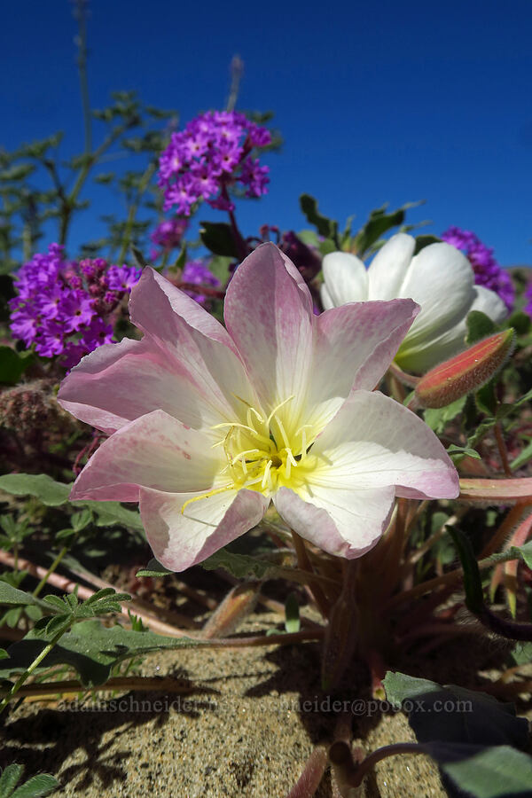 dune evening primrose & sand-verbena (Oenothera deltoides, Abronia villosa) [Coyote Canyon Road, Borrego Springs, San Diego County, California]